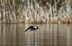 Hooded Merganser In Flight